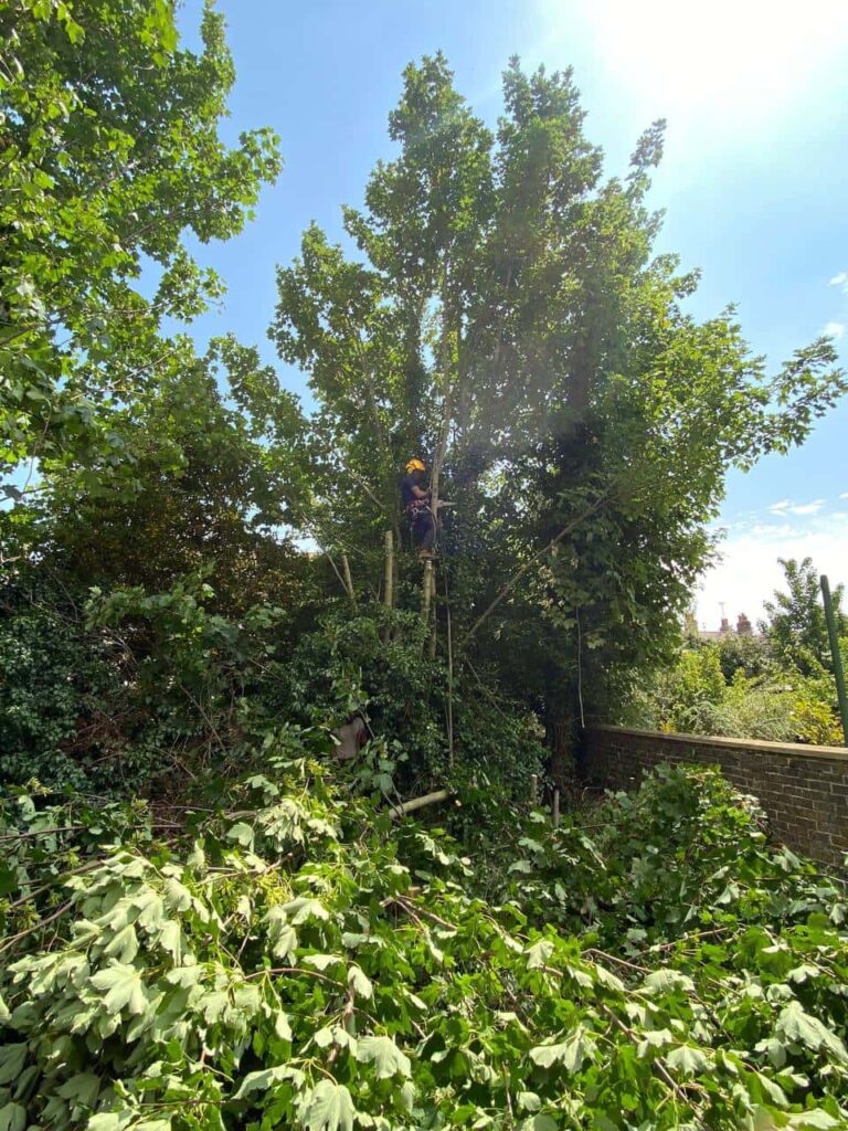 Newmarket Tree Surgeons Tree Cutting Pruning Trimming