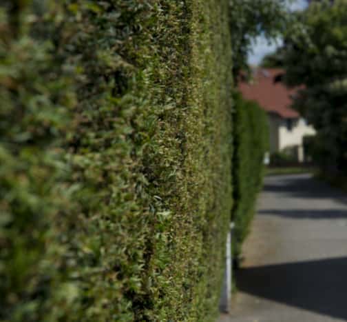 This is a photo of hedge cutting running along the front of a house and the road is also visible. Photo taken by Newmarket Tree Surgeons.