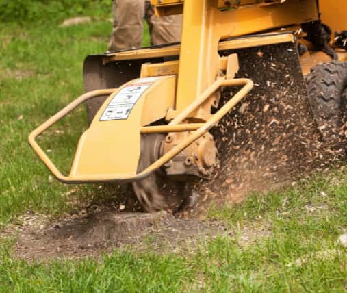 This is a photo of a stump grinding machine being used to remove a tree stump in a field. Photo taken by Newmarket Tree Surgeons.