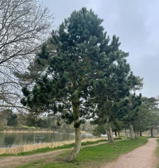 This is a photo of a well groomed tree located in a park, there is a path to the right hand side, and a lake to the left hand side. Photo taken by Newmarket Tree Surgeons.