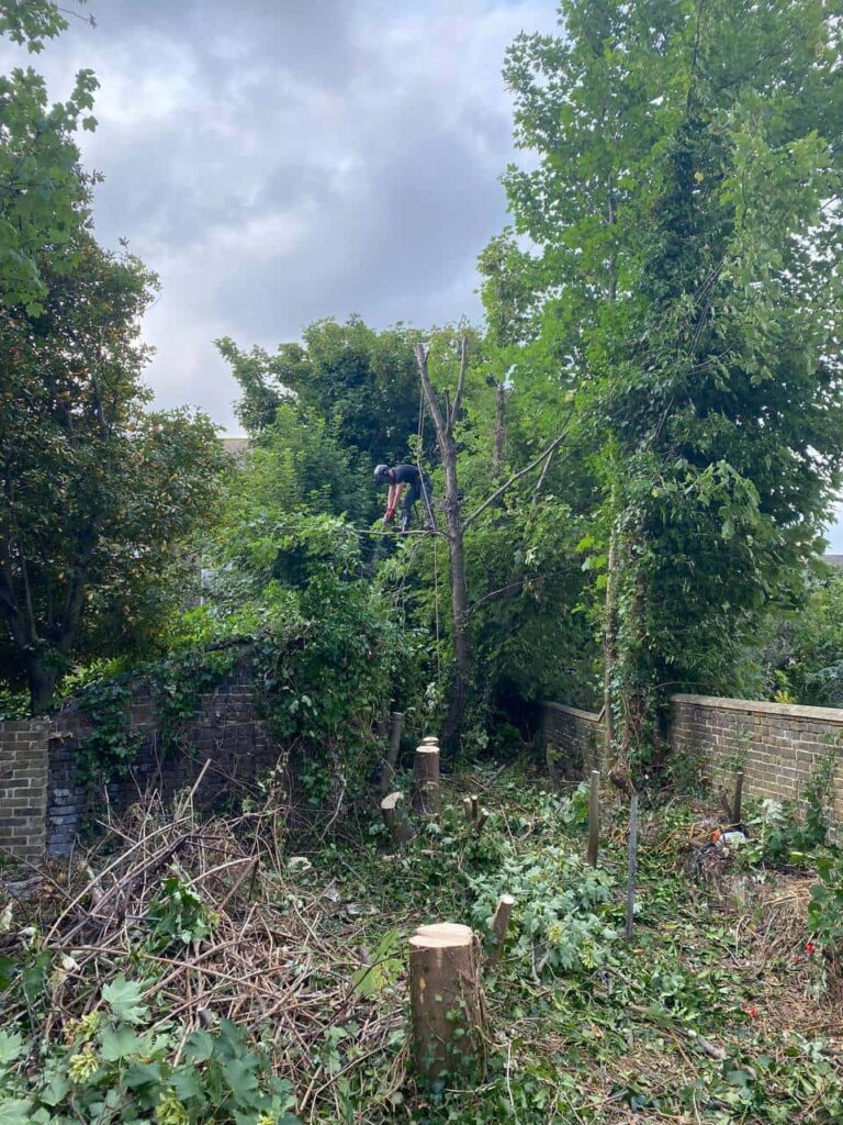 This is a photo of an overgrown garden, where the trees are being felled. Four large trees have already been felled, and there is a tree surgeon standing on the final one, about to cut it down. Photo taken by Newmarket Tree Surgeons.