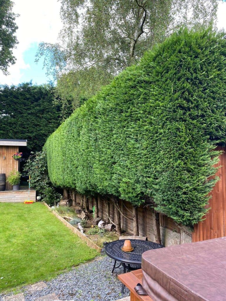 This is a photo of a hedge that has just been trimmed in a garden. The hedge is about 10 Metres long and runs along the right hand side along the garden iteslf. Photo taken by Newmarket Tree Surgeons.