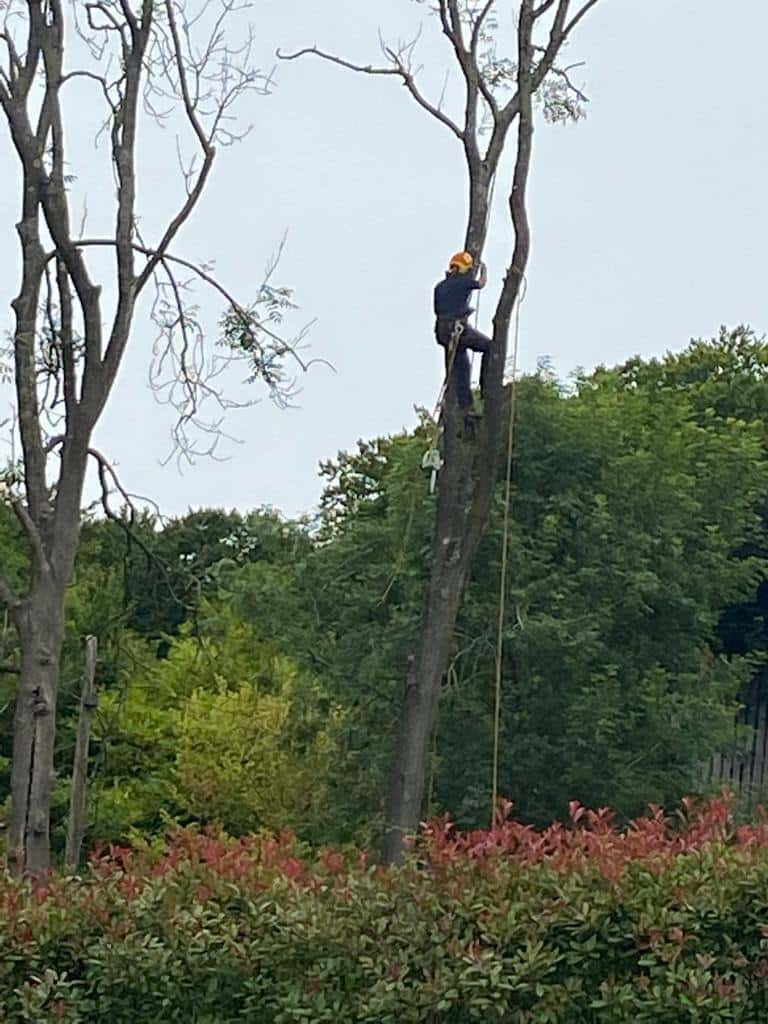 This is a photo of a professional tree surgeon who has climbed a tree, and is removing limbs from it. He is removing the tree completely in sections. Photo taken by Newmarket Tree Surgeons.