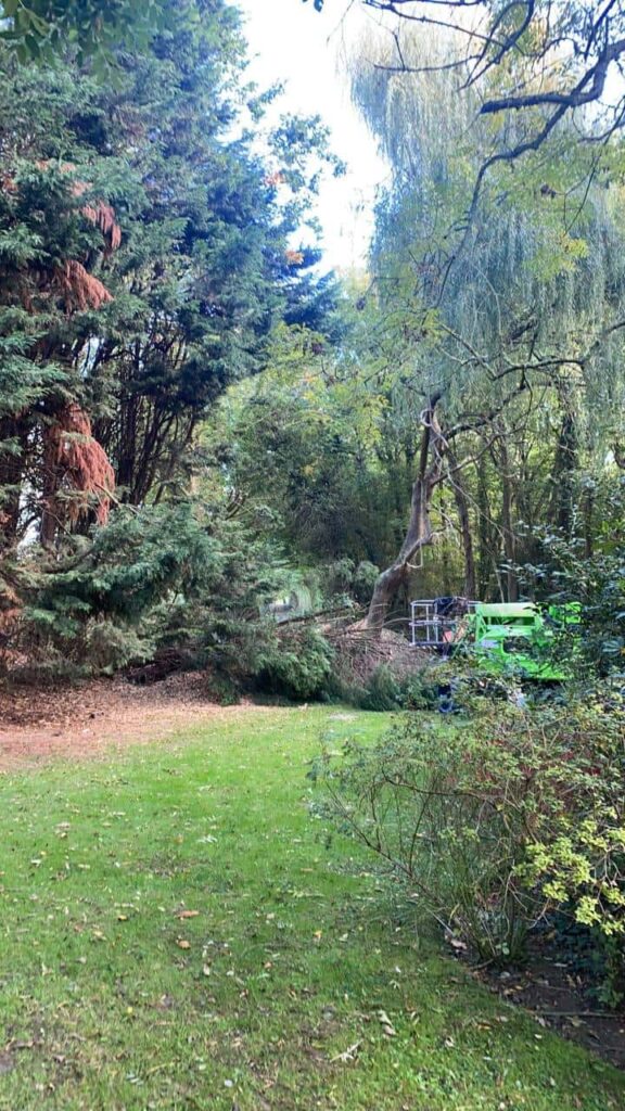 This is a photo of an overgrown garden, with many large trees at the end of it which are being felled. There is a cherry picker in the photo which is being used to gain access. Photo taken by Newmarket Tree Surgeons.